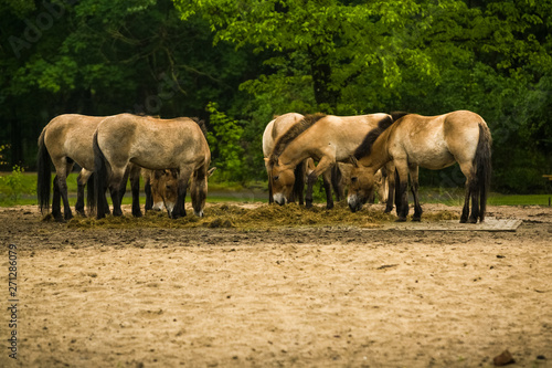 16.05.2019. Berlin, Germany. In the zoo Tiagarden the family of thoroughbred Przewalskis horse walks. Eat a grass. © Vlada