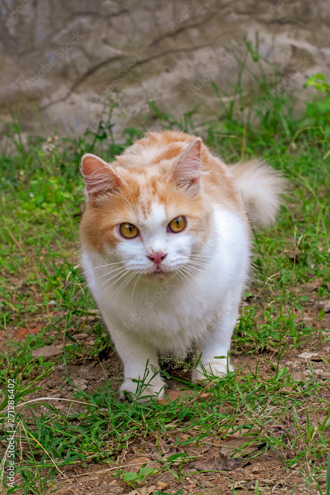 Portrait of a curious cat Scottish Straight isolated on natural background Portrait of a curious cat Scottish Straight isolated on natural background