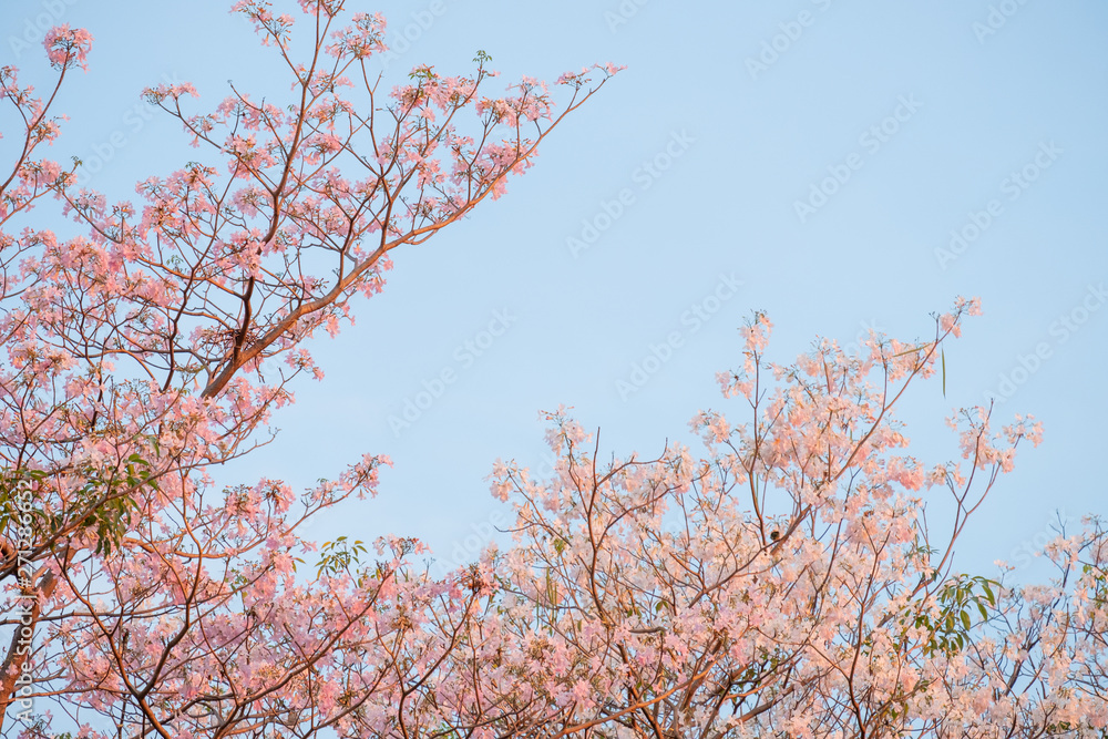 beautiful pink trumpet tree in garden. pink tabebuia in garden of Thailand. beautiful pink trumpet tree in garden. pink tabebuia in garden of Thailand.