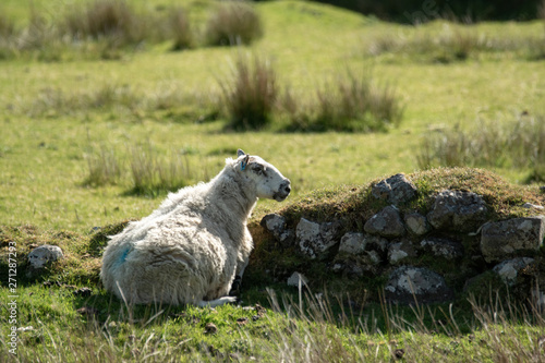 Isle of Skye Schottland / Schafe photo