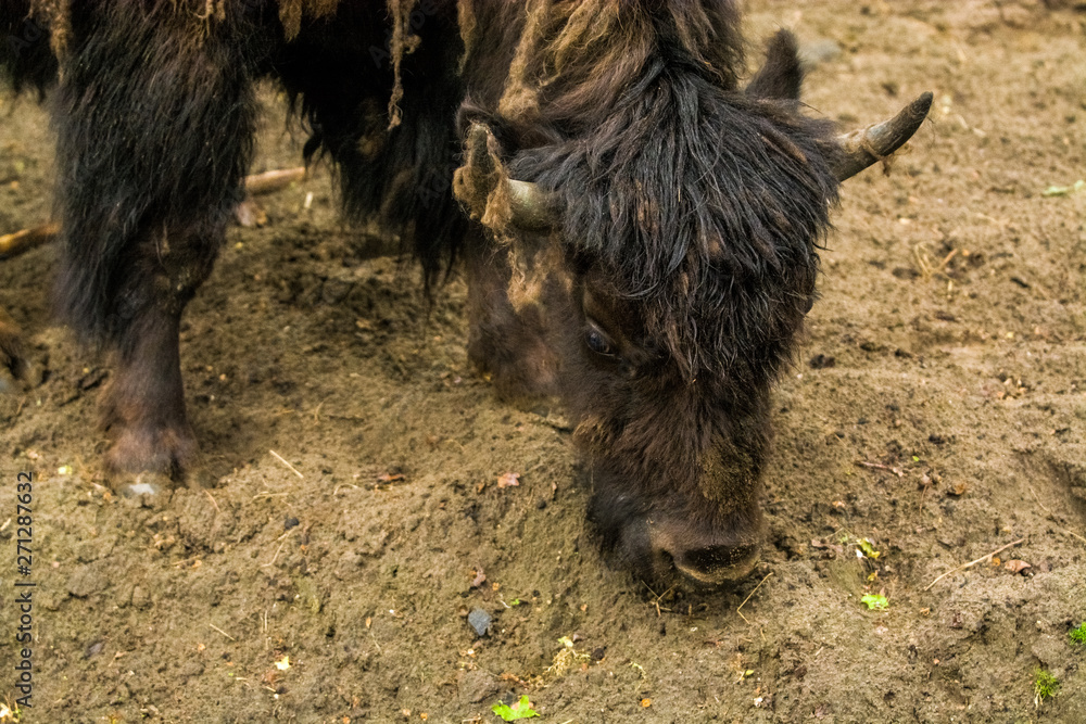 Fototapeta premium 16.05.2019. Berlin, Germany. Zoo Tiagarden. Big buffalos walk across the territory after heavy rain.