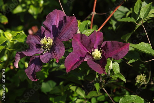 clematis jackmanii, a beautiful purple flower in the garden. On a sunny morning in the spring.