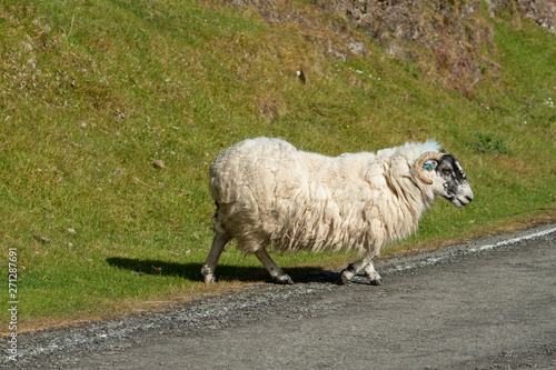 Isle of Skye Schottland / Schafe photo