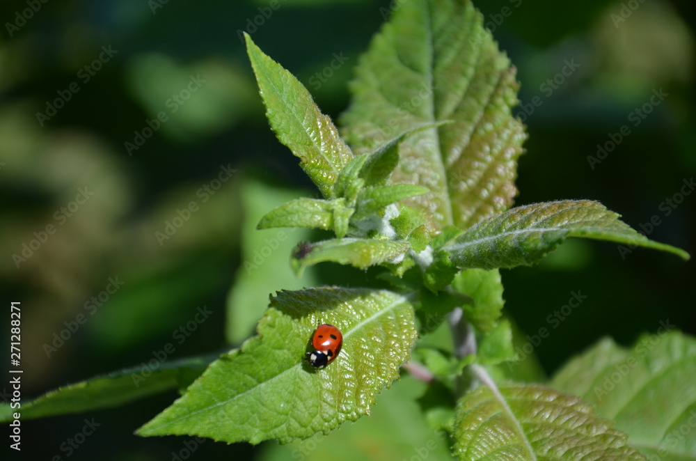 zieleń, feuille, roślin, feuille, charakter, drzew, jary, jardin, lato, busz, kwiat, liści, narosl, flora, ziele, galąz, swiezy, roślin, jedzenie, naturalny, bory, detail zieleń, feuille, roślin, feuille, charakter, drzew, jary, jardin, lato, busz, kwiat, liści, narosl, flora, ziele, galąz, swiezy, roślin, jedzenie, naturalny, bory, detail