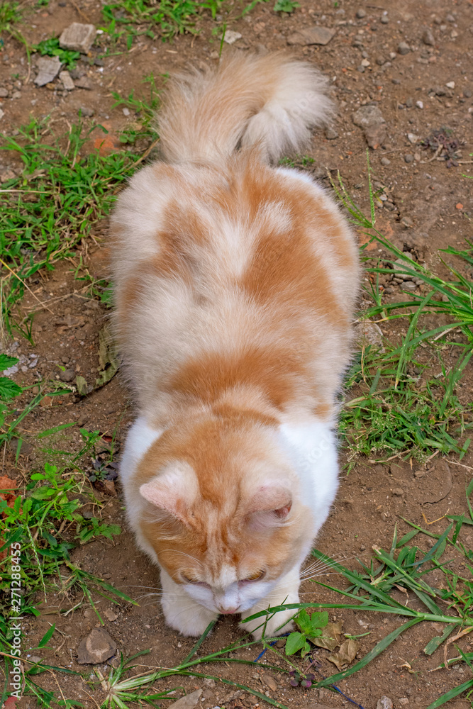 Portrait of a curious cat Scottish Straight isolated on natural background Portrait of a curious cat Scottish Straight isolated on natural background