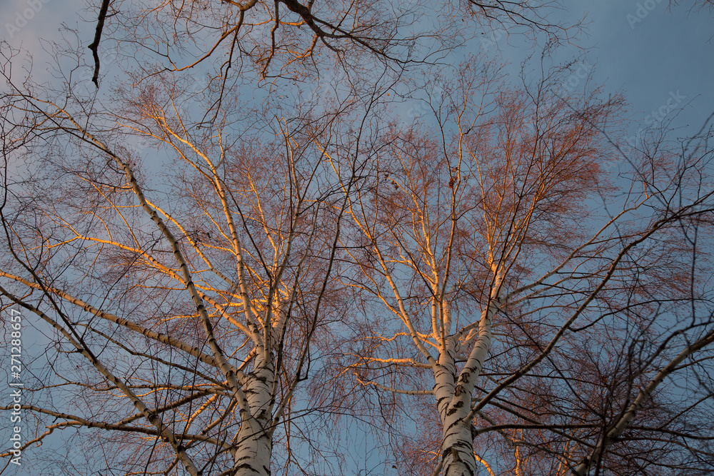 Autumn forest in the sun in the Republic of Mariel