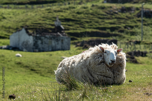 Isle of Skye Schottland / Schafe photo