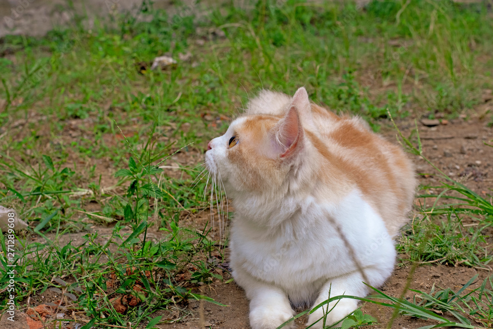 Portrait of a curious cat Scottish Straight isolated on natural background