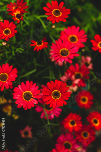 Vibrant Red Gerbera Daisies Growing in a Garden