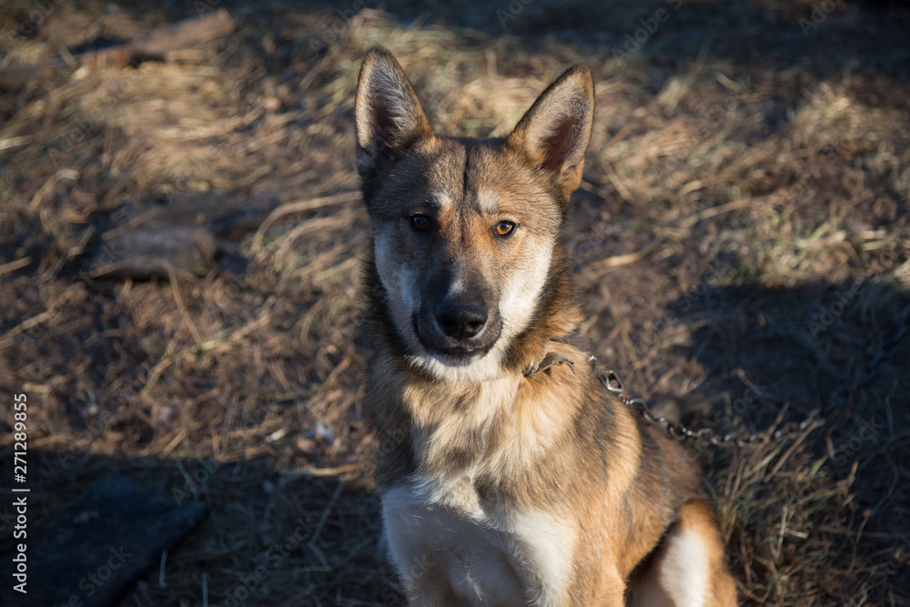 Domestic dog on a leash builds grimaces