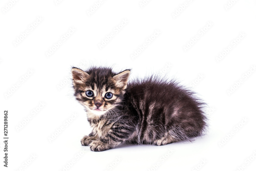 Beautiful fluffy tabby kitten with big blue eyes isolated