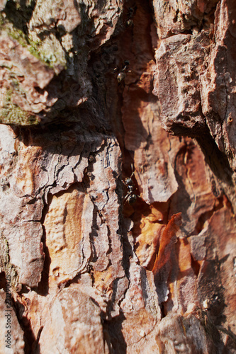 background texture the bark of the conifer macro