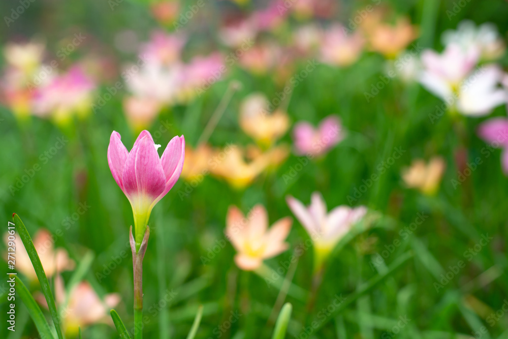 Pink Zephyranthes grandiflora beautiful on natural background Pink Zephyranthes grandiflora beautiful on natural background