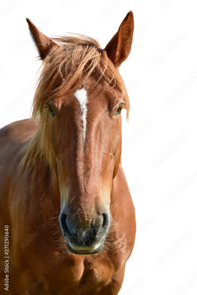 Obraz premium Horse head isolated on white