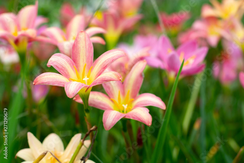 Pink yellow Zephyranthes grandiflora beautiful on natural background