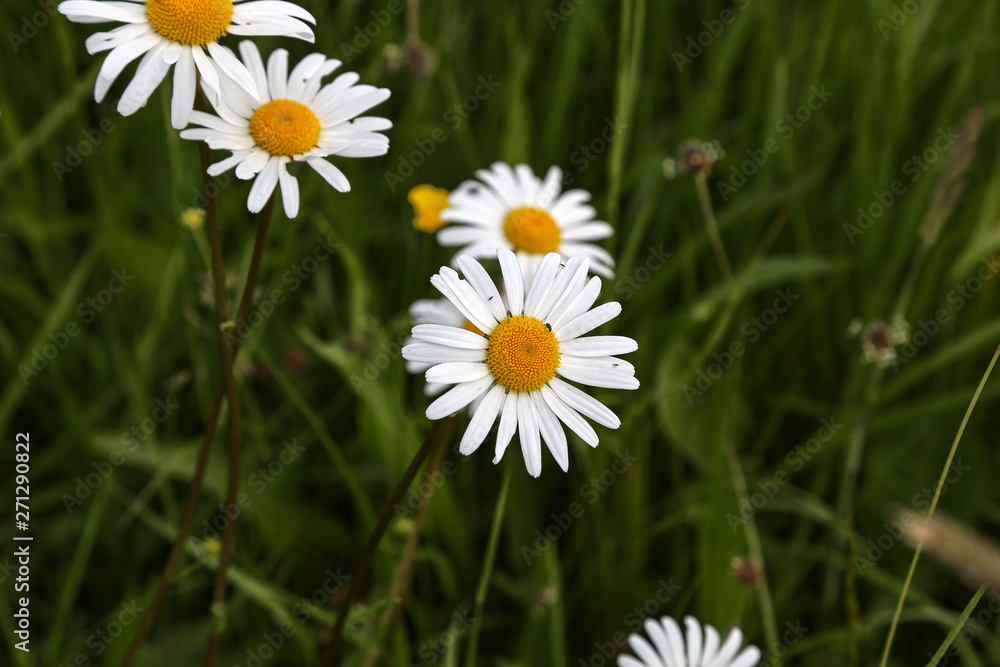 Daisies. White daisies bloom in summer meadow Daisies. White daisies bloom in summer meadow