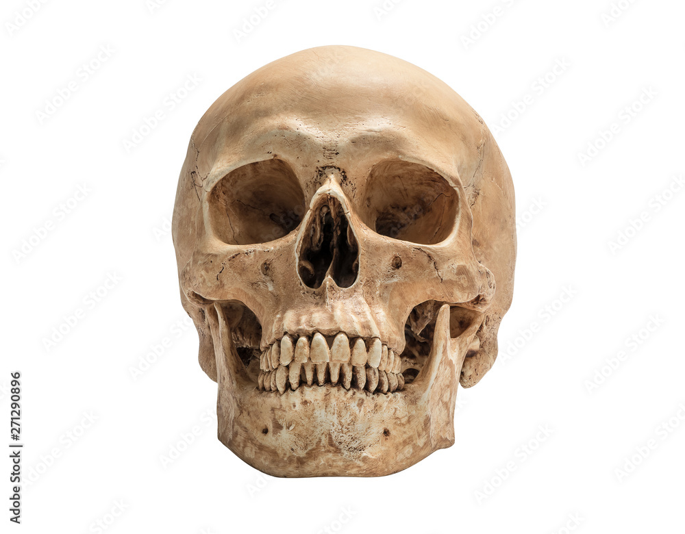 skull of human head isolate skull of human head isolate