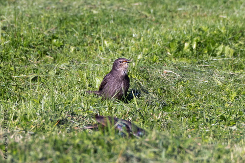 Young blackbird want to eat. © Janis Smits