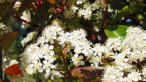 A close up clip of bees collecting pollen from spiraea blossoms in the spring. Shot at 120 fps and presented as slow motion. photo