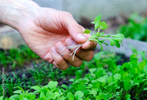 Male's hand holding microgreens on seedbed background. Farmer inspect fresh rocket salad sprouts in garden. Healthy food concept