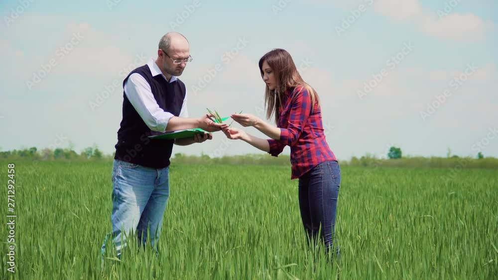 Two farmer companion man and woman carefully examine leaves of grain plants for parasites or insects and make notes in documents in wheat field. Business meeting male and female on agricultural land Two farmer companion man and woman carefully examine leaves of grain plants for parasites or insects and make notes in documents in wheat field. Business meeting male and female on agricultural land