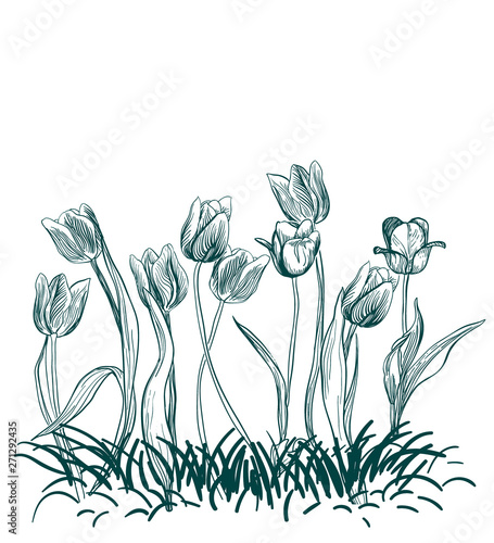 tulips flowers engraved grass vector illustration sketch
