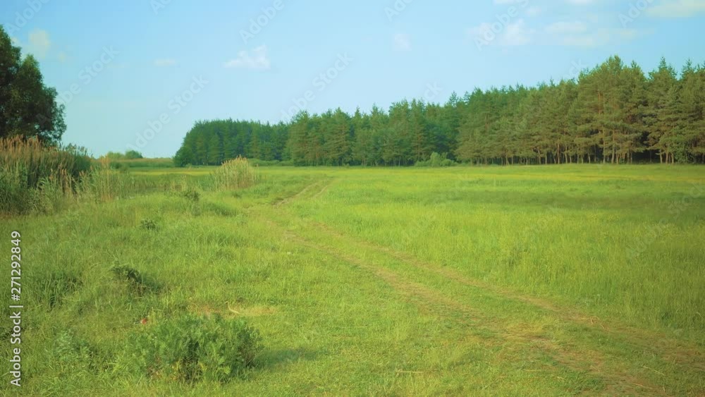 Green meadow and pine forest Green meadow and pine forest