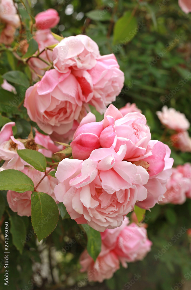 Rosier grimpant rose Rosier grimpant rose
