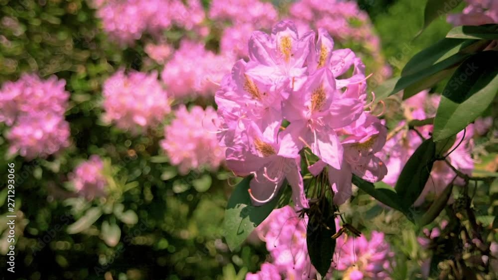 Closeup view of Rhododendron flower with bumblebee ant odher insect. Beautiful purple blossom. Closeup view of Rhododendron flower with bumblebee ant odher insect. Beautiful purple blossom.