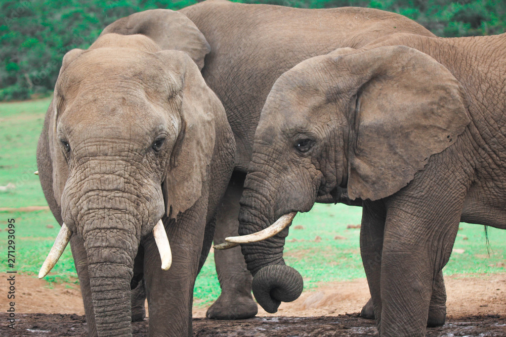 African elephants in South Africa, elephants of South Africa