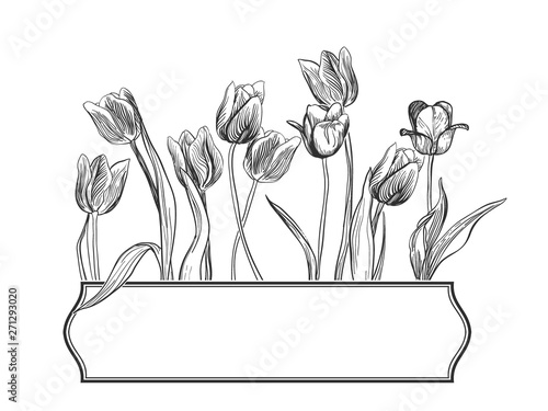 flower vector card frame engraved tulips elegant