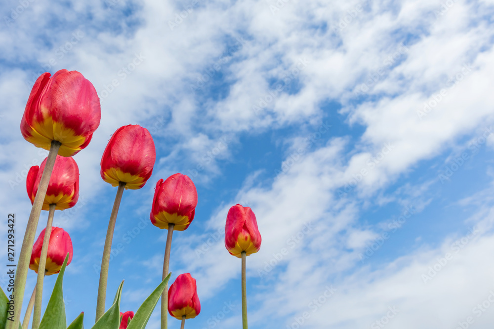 Obraz premium Red tulips on the background of bright blue sky with light clouds. The concept of summer flowering, growing flowers, gardening. Image suitable for posters, postcards, photo pictures. 