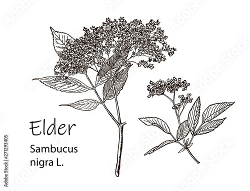 Elderflower branch isolated on white background. Hand drawn elder or sambucus with flowers and leaves. Vector illustration engraved.