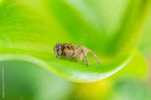 spider on tree leaf background, macro spider on leaf, animal in wild, lurking on a leaf © NOTE OMG