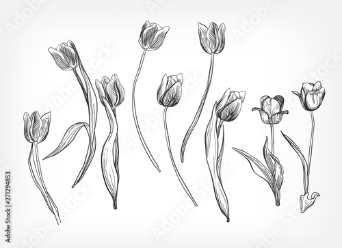 tulips vector design elements simple sketch isolated