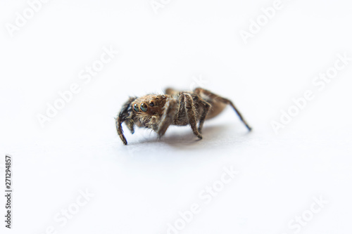 Jumping spider Male Plexippus petersi on white background 