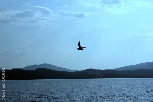 Albatross flies over the lake Borovoye, Kazakhstan. July 2012.