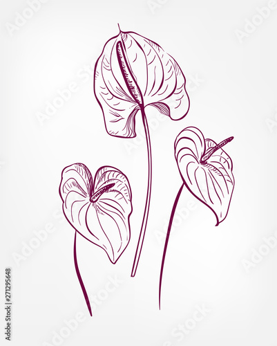 Cuadro en lienzo vector engraved design elements sketch flower decorative design elements ink ant