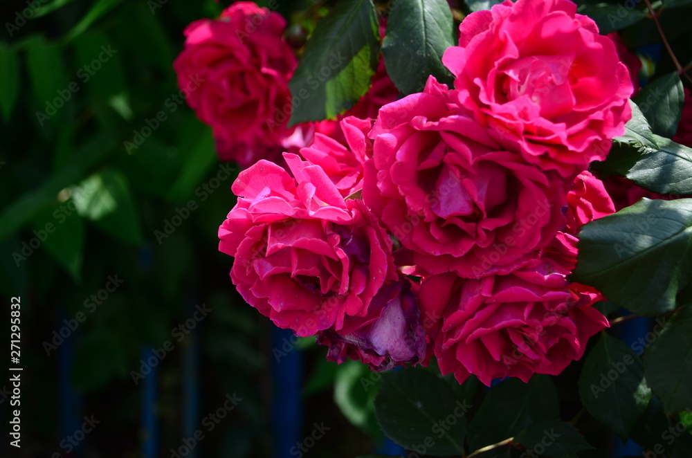 amazingly beautiful roses on the island of Nessebar Bulgaria amazingly beautiful roses on the island of Nessebar Bulgaria
