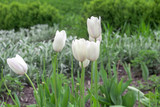 White tulips flowers growth in spring garden