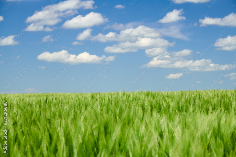Green wheaten sprouts in the field and cloudy sky. Bright spring landscape. Green wheaten sprouts in the field and cloudy sky. Bright spring landscape.