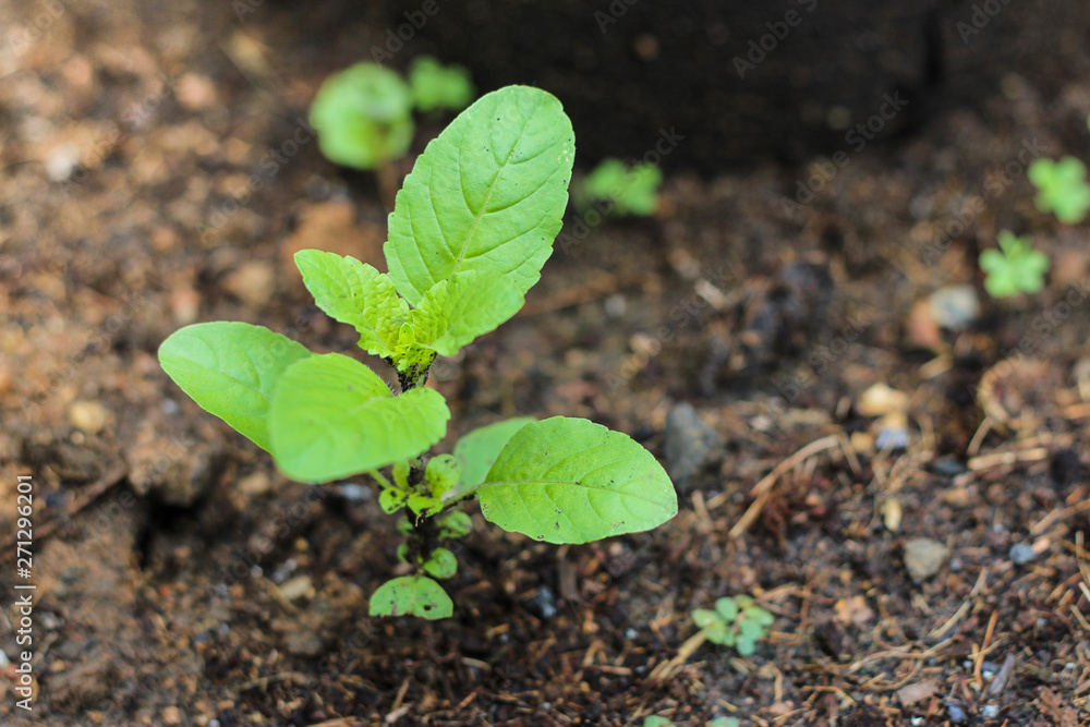 Holy basil or Sacred basil in the morning Holy basil or Sacred basil in the morning