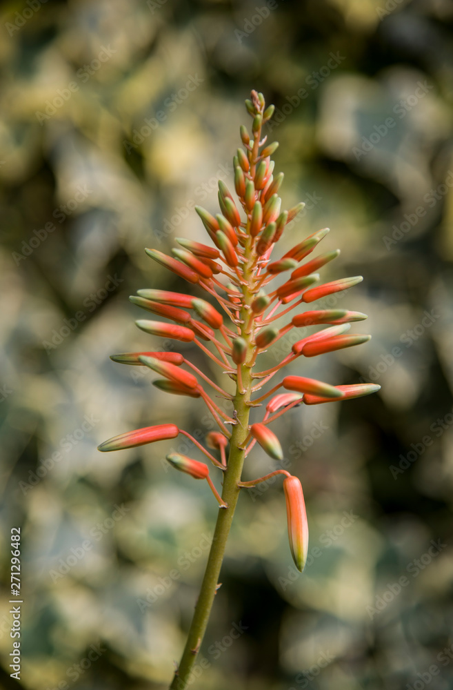 succulent flower as spike at garden succulent flower as spike at garden