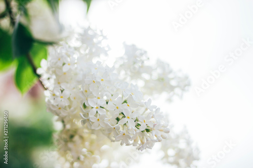 Fototapeta Naklejka Na Ścianę i Meble -  Spring summer background of natural white lilac bush tree bloom texture