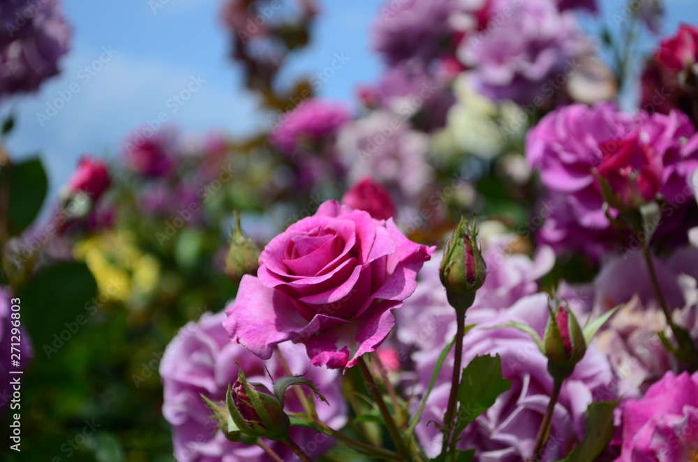 Fototapeta premium amazingly beautiful roses on the island of Nessebar Bulgaria