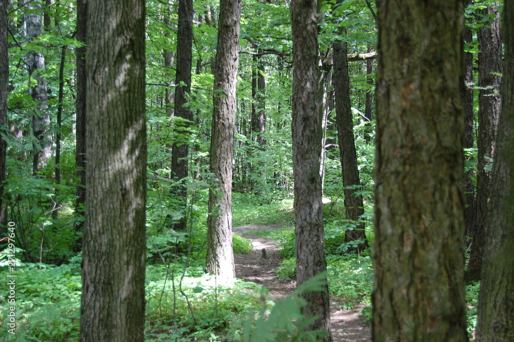 path in the forest