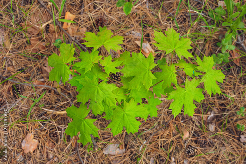 Fotografie new bright green small maple tree