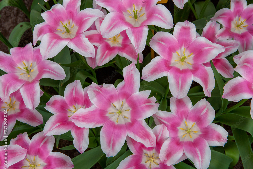 Spring flowers. Keukenhof Netherlands Spring flowers. Keukenhof Netherlands