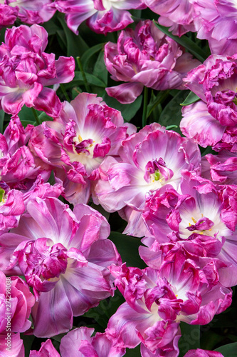 Spring flowers. Keukenhof Netherlands