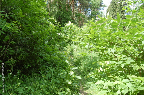 path in the forest